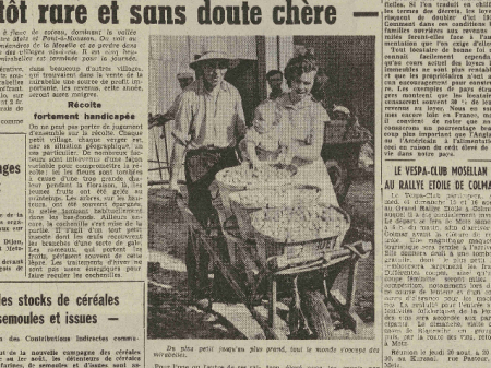 Une petite récolte de mirabelles en 1953