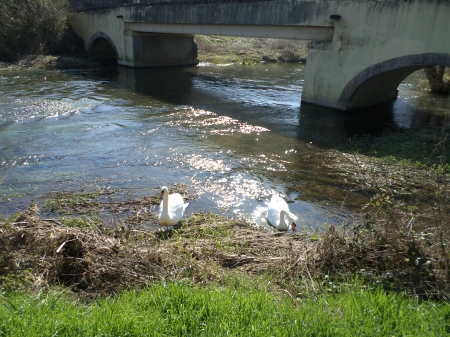 Cygnes sur le Rupt-de-Mad