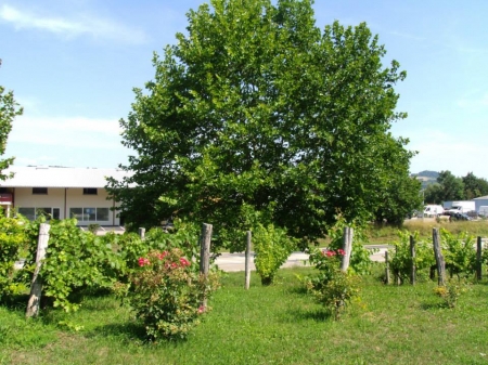 Pieds de vigne replantés