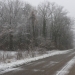 La forêt sous la neige