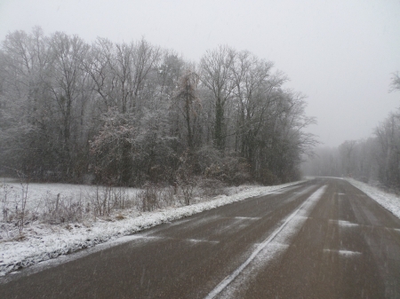 La forêt sous la neige