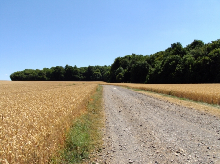 Champs de blé