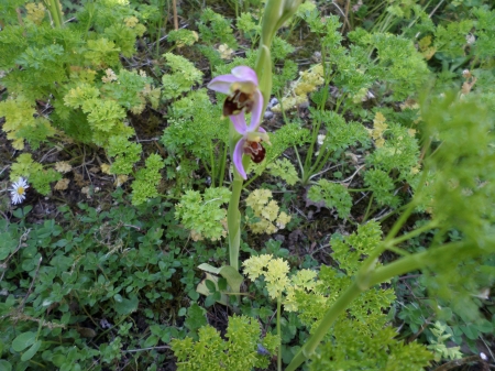 Une terre d'orchidées