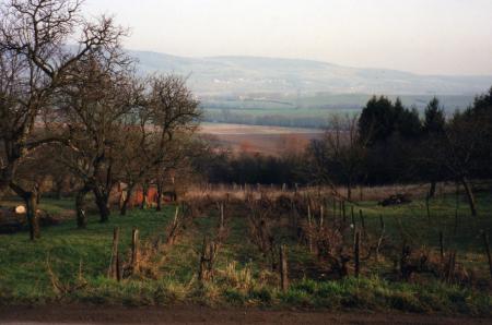 Vigne (Février 2000)