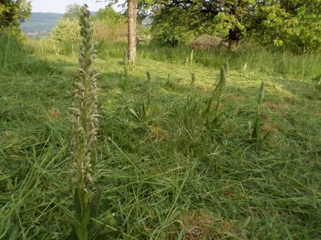 Une orchidée homme pendu