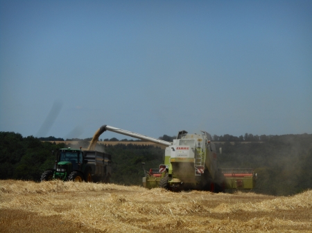 La moisson de l'orge d'hiver