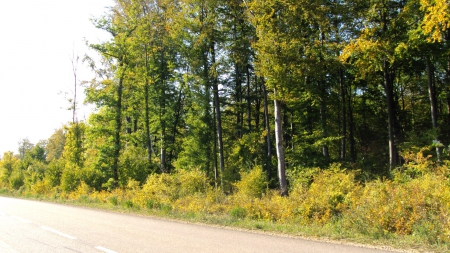 La forêt de Prény