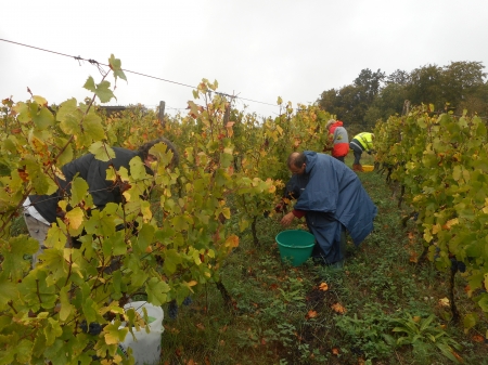 Un vignoble de 194 hectares en 1857