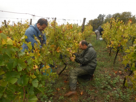 Un rendement de 35 hectolitres par hectare