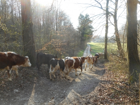 Une transhumance de bovins