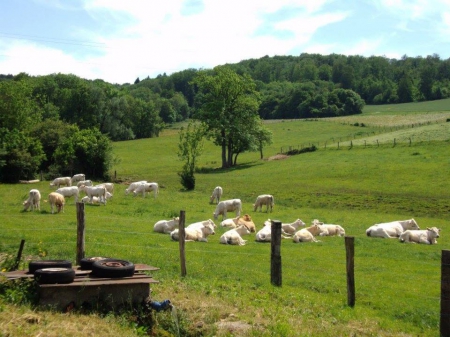 Vaches dans leur pré